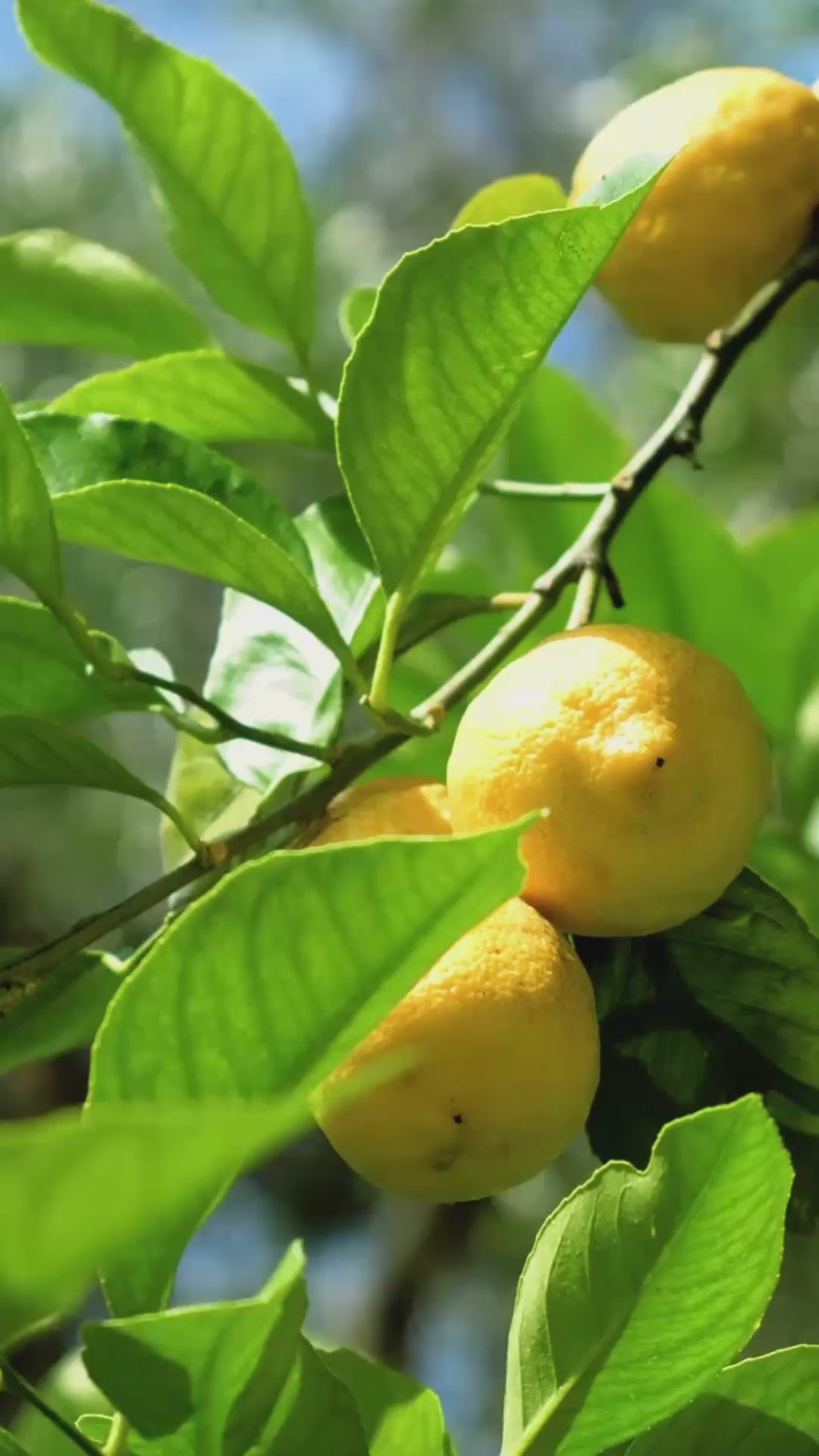 April Edition 🍋 Mediterranean Calm